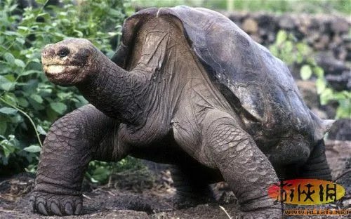 最后一只加拉帕戈象龟已去世 曾多次交配失败