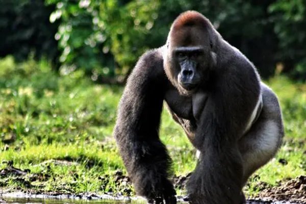 世界上十大珍稀动物:大熊猫只排第六,第一名几近灭绝