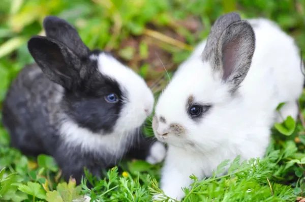 宠物兔品种及图片
