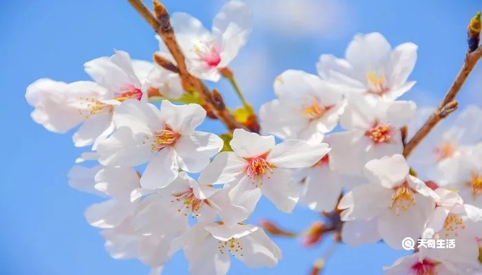 聊赠一枝春的上一句