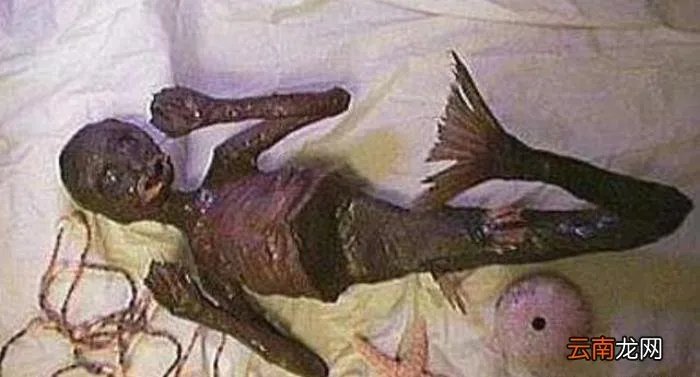 美人鱼化石推翻进化论 美人鱼化石图片