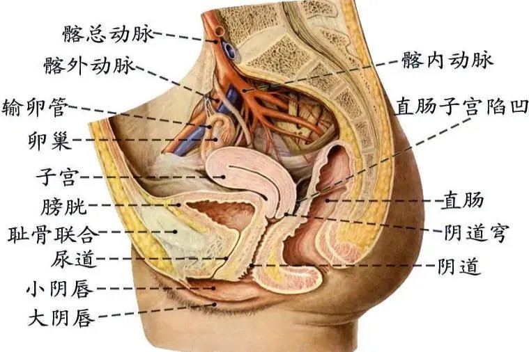尿道和膀胱的位置关系图