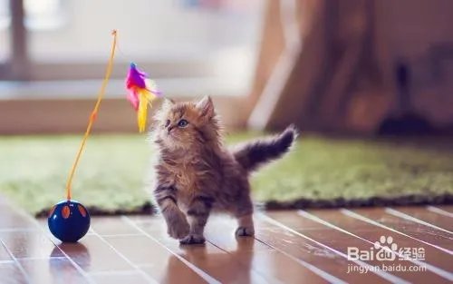 如何开宠物用品店?