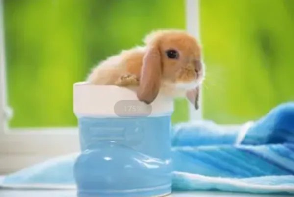 宠物兔品种及图片