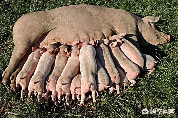 现在猪仔的价格是多少？