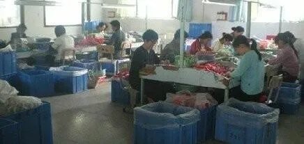 天津手工活外发加工正规的