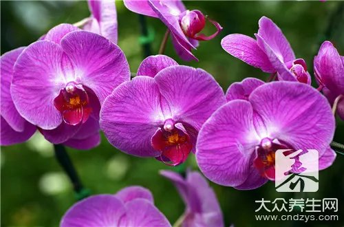 石斛有哪几种？