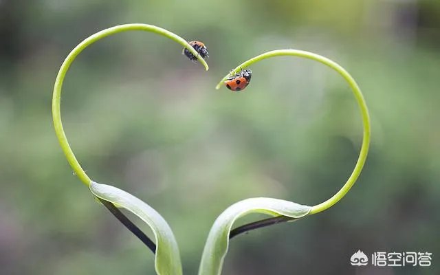 不成材的儿子什么意思