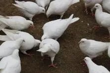 白鸽养殖