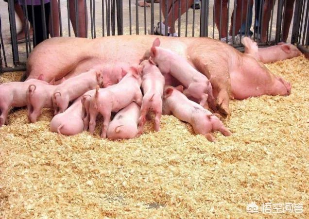 现在猪仔的价格是多少？