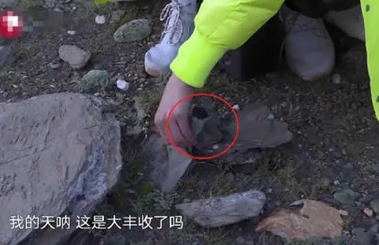 极限挑战嘉宾摘国家二级保护植物 刘宇宁发文回应此事真相来了