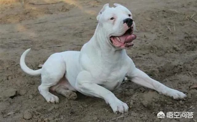 养殖杜高有风险吗？收益怎么样？