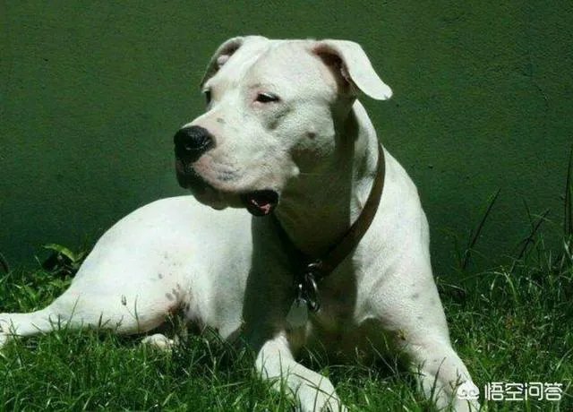 养殖杜高有风险吗？收益怎么样？