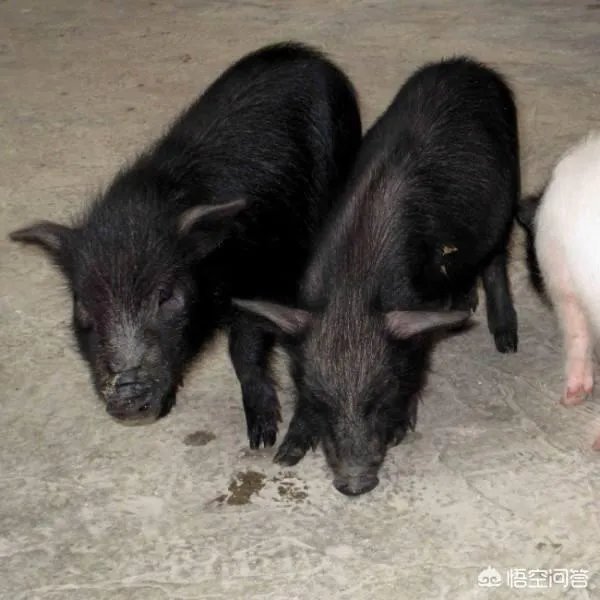 现在猪仔的价格是多少？