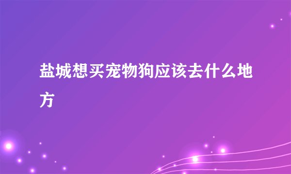 盐城想买宠物狗应该去什么地方