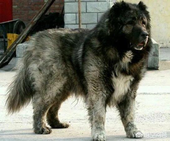 怪异杀手牛头梗能打的过高加索犬吗？