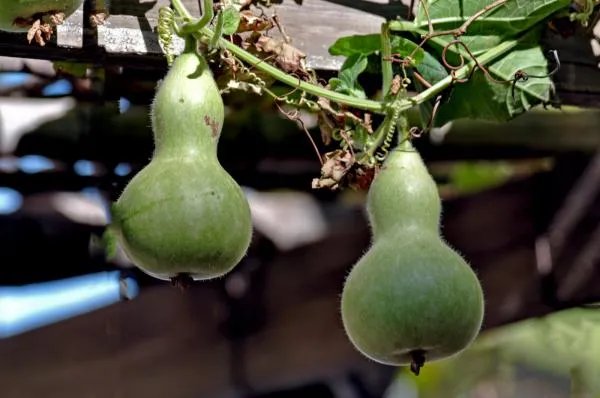 瓜熟蒂落。的下一句是什么