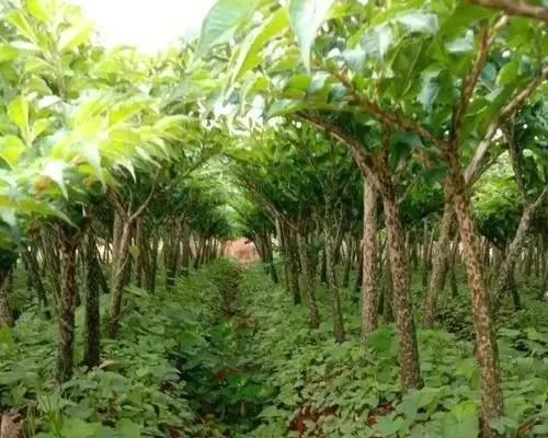 魔芋彭大时怎样追肥料？