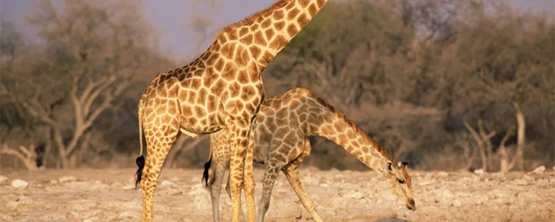 长颈鹿每天的睡眠时间是多长 长颈鹿每天的睡眠时间是多长个小时