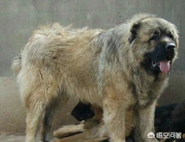 怪异杀手牛头梗能打的过高加索犬吗？