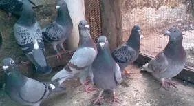 白鸽养殖
