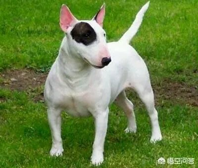 怪异杀手牛头梗能打的过高加索犬吗？