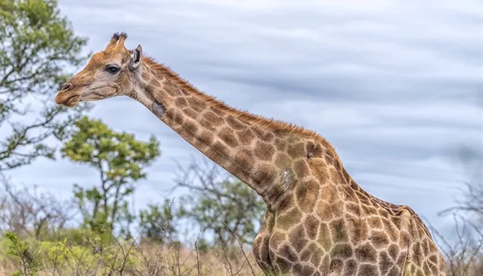 长颈鹿每天的睡眠时间是多长 长颈鹿每天的睡眠时间是多长个小时
