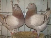 白鸽养殖