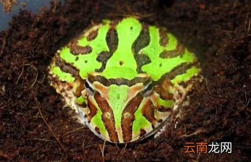 霸王角蛙寿命有多长