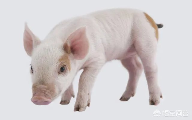 现在猪仔的价格是多少？