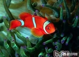 如何养殖透红小丑？