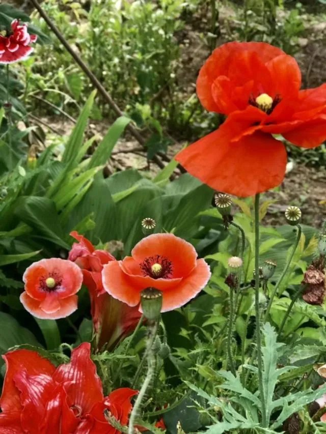 美国的新冠肺炎确诊病例为什么一直遥遥领先？