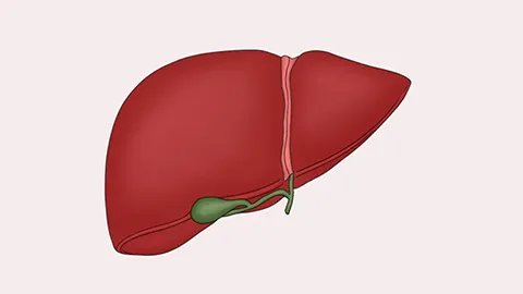 常见的肝病有哪些