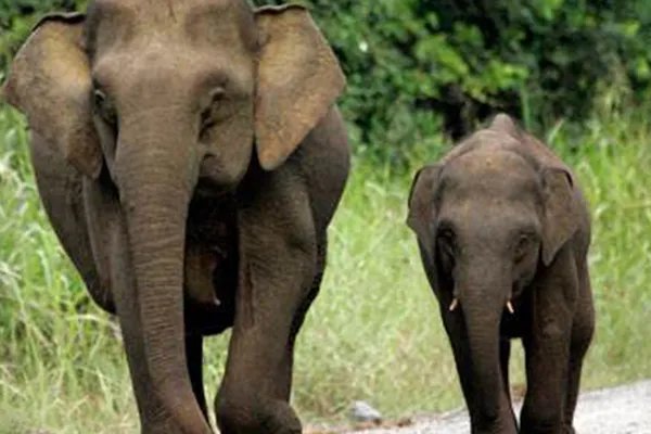 世界上十大珍稀动物:大熊猫只排第六,第一名几近灭绝