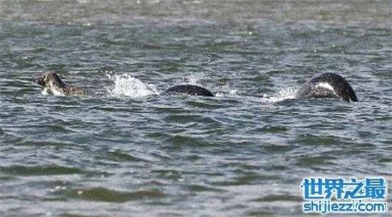 温德米尔湖水怪事件，不少人猜测只是普通的大型鱼类 