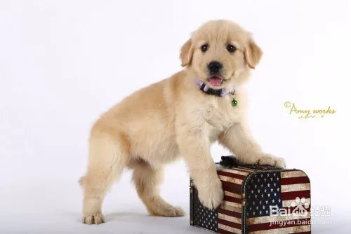 如何开宠物用品店?