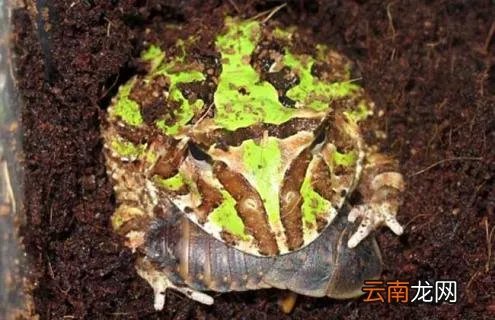 霸王角蛙寿命有多长