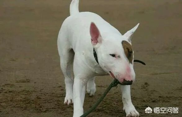 怪异杀手牛头梗能打的过高加索犬吗？