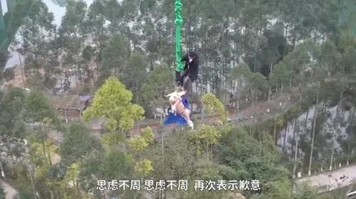 蹦极猪被送屠宰场 肥猪现场蹦极照曝光
