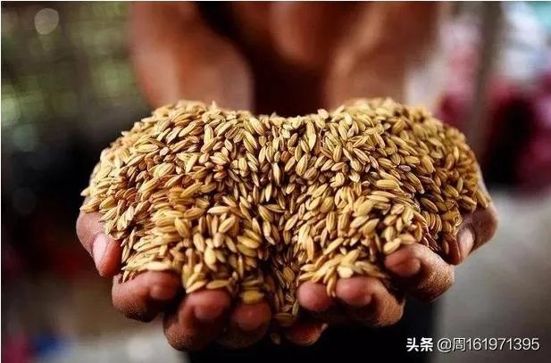 疫情尚未结束，多国禁止粮食出口，老百姓需要囤积粮食吗？