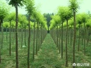 沧县附近有哪些种植出售国槐树苗的地方？