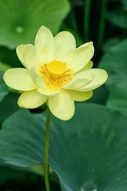 手机看新闻你使用什么软件？为什么？