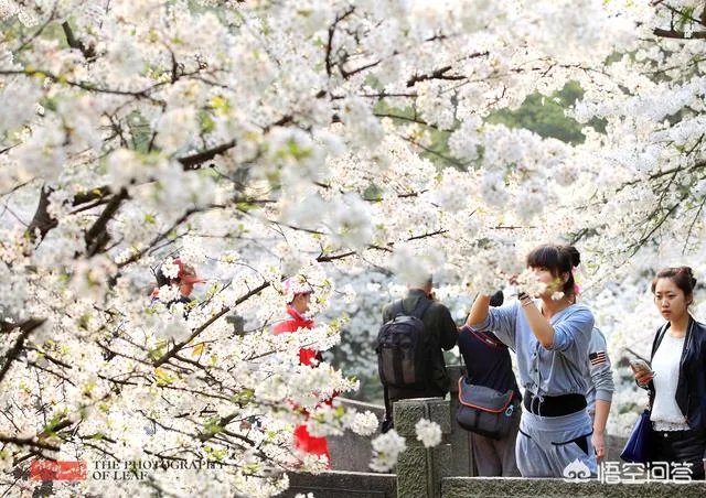 男子在武大疯狂摇晃樱花树制造樱花雨，学生发帖请求放过樱花树，你怎么看？