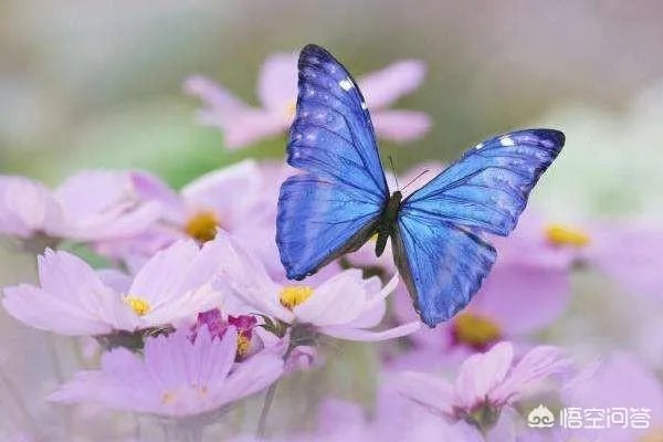 不成材的儿子什么意思