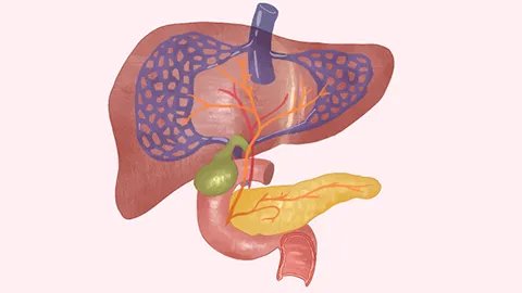 常见的肝病有哪些