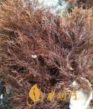 石花世纪红多少钱一瓶？