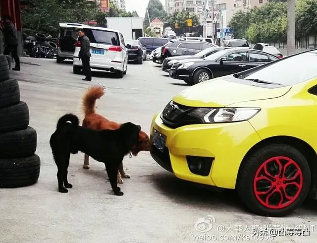 飞度安全性怎么样？