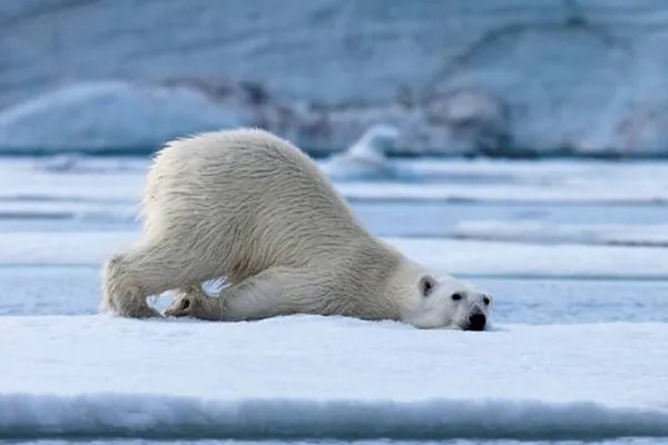 世界上十大珍稀动物:大熊猫只排第六,第一名几近灭绝