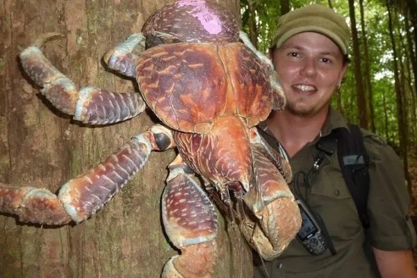 烧烤时爬来50多只大螃蟹，为何网友大呼“放开哪些螃蟹”？