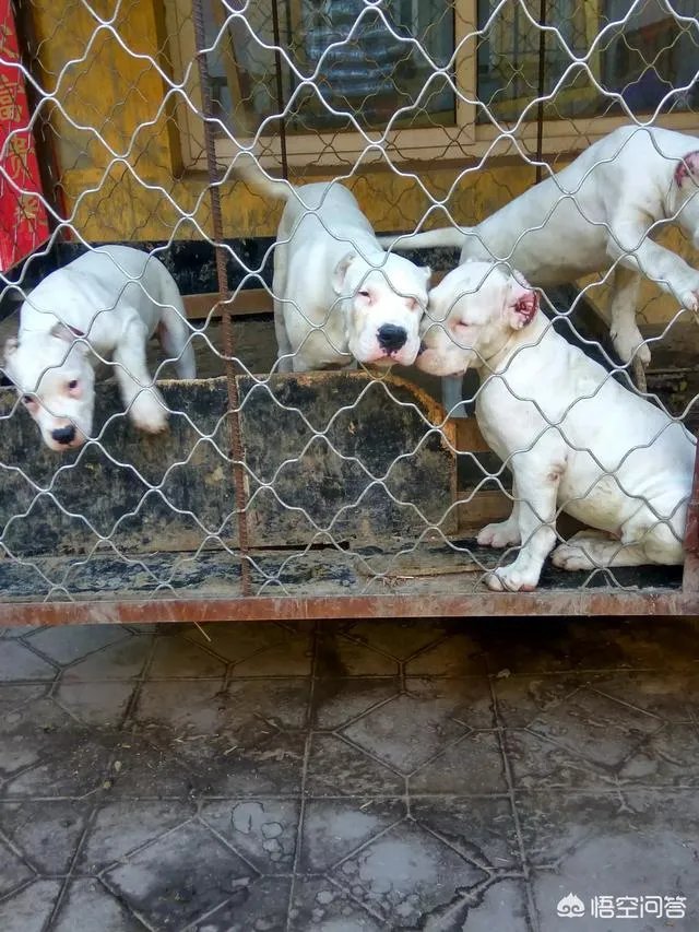 养殖杜高有风险吗？收益怎么样？